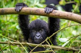 7 Unforgettable Experiences in Virunga National Park, Democratic Republic of Congo