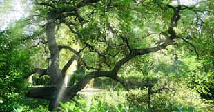 Unbelievable Secrets of the Garden of Eden You Need to Know
