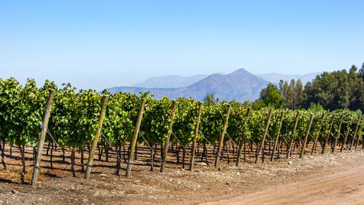 Unforgettable 7 Reasons to Explore Screaming Eagle – Napa Valley, California, USA & Its Legendary Cabernet Sauvignon